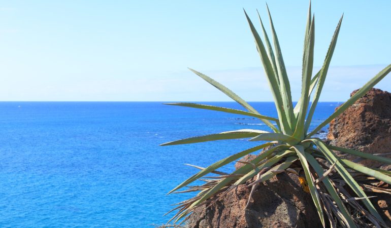 Cap-Vert ou Canaries, quelle île paradisiaque vous fera craquer ?